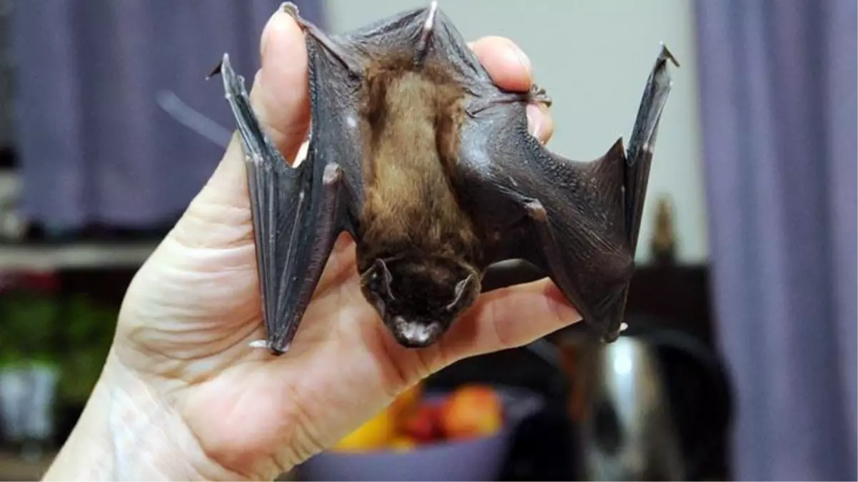 'Hayvanlardan bulaştı' iddiaları kuvvetlenecek! Koronaya en yakın 3 virüs, yarasadan çıktı