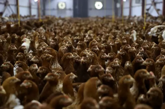 Yarka tesisiyle yumurta üretiminin aylık 4 milyona çıkarılması hedefleniyor