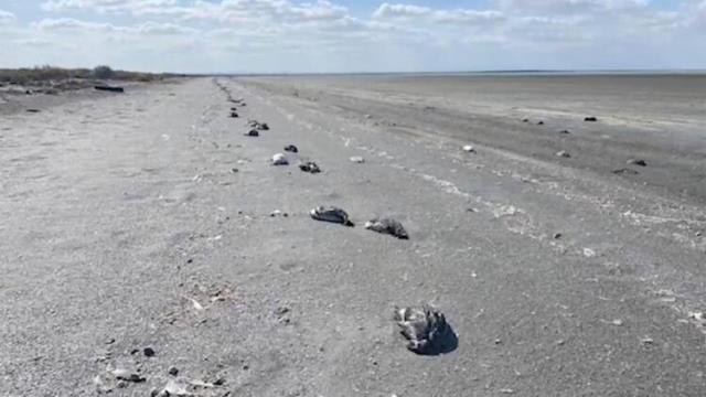Rusya'da 8 bin meyyit kuşun kıyıya yağdığı manzaralar korkuttu! Dünya basını yaşananlara "kıyamet" dedi