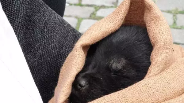 Suslenen Barinak Hayvanlari Sahiplendirildi Haberler