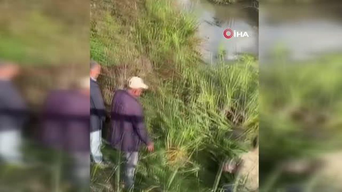 vatandaslar su kanalina dusen inek icin sefer 14438426 amp