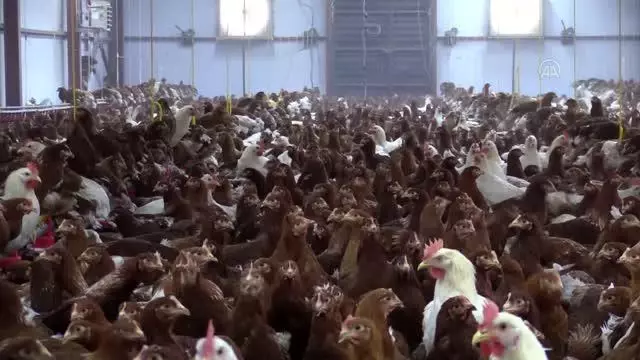 Yarka tesisiyle yumurta üretiminin aylık 4 milyona çıkarılması hedefleniyor