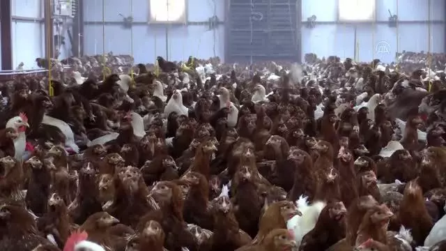 Yarka tesisiyle yumurta üretiminin aylık 4 milyona çıkarılması hedefleniyor
