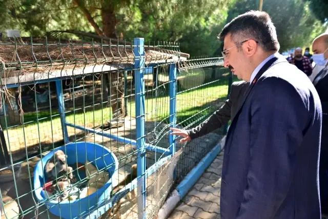 Yıldırım'da sokak hayvanları emin ellerde