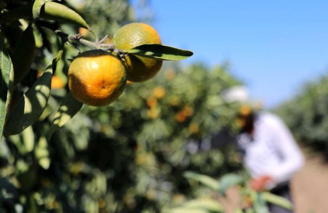 adana da mandalina hasadi suruyor fiyati 1 liraya dustu haberler ekonomi