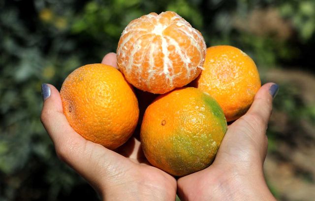 adana da mandalina hasadi suruyor fiyati 1 liraya dustu haberler ekonomi