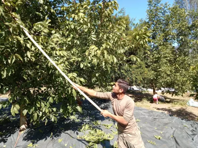 Aydın'da ceviz hasadı başladı