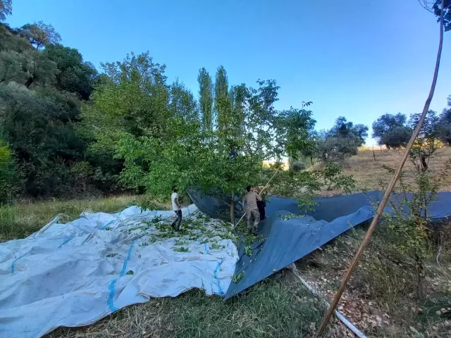 Aydın'da ceviz hasadı başladı