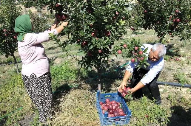 Burada olmaz dediler, şimdi her ağaçtan 100 kilo ürün alıyor