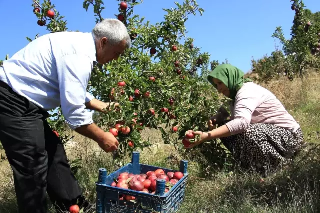 Burada olmaz dediler, şimdi her ağaçtan 100 kilo ürün alıyor