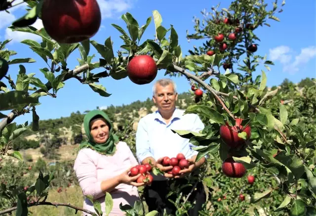 Burada olmaz dediler, şimdi her ağaçtan 100 kilo ürün alıyor