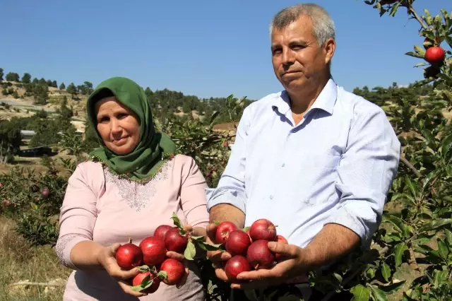 Burada olmaz dediler, şimdi her ağaçtan 100 kilo ürün alıyor