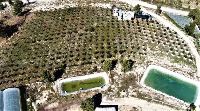 Burada olmaz dediler, şimdi her ağaçtan 100 kilo ürün alıyor