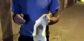 Hüseyin Beyoğlu: DİYARBAKIR'DA KANALİZASYONA DÜŞEN KEDİ 2.5 SAATLİK ÇALIŞMAYLA KURTARILDI Hüseyin Beyoğlu: DİYARBAKIR'DA KANALİZASYONA DÜŞEN KEDİ 2.5 SAATLİK ÇALIŞMAYLA KURTARILDI