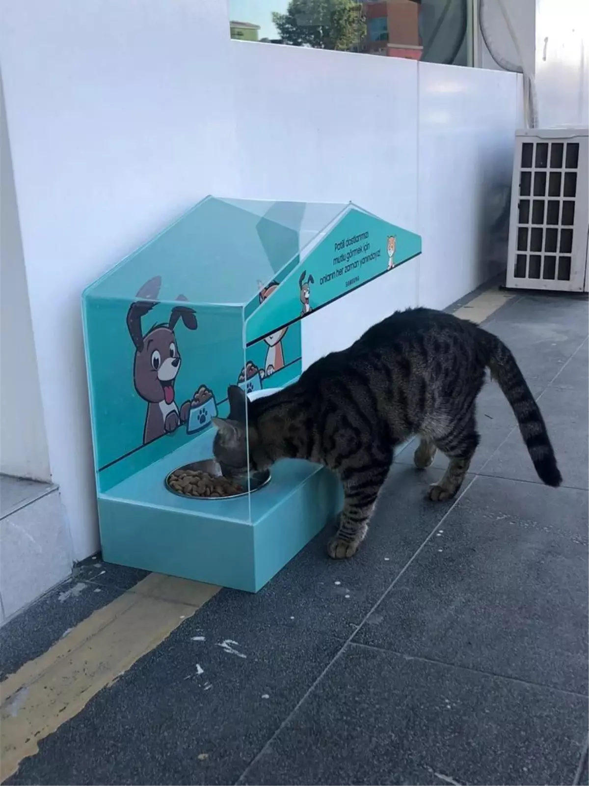 Erzurum sokak hayvanlarının yanında