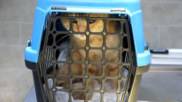 iki bacagini kaybeden kedi yurutecle yeniden 3 14439135 o