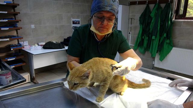 iki bacagini kaybeden kedi yurutecle yeniden 4 14439135 o