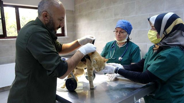 iki bacagini kaybeden kedi yurutecle yeniden 5 14439135 o