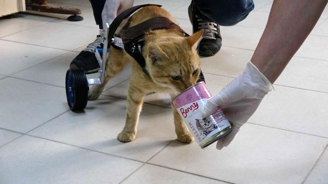 iki bacagini kaybeden kedi yurutecle yeniden 8 14439135 o