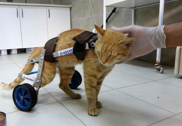 iki bacagini kaybeden kedi yurutecle yeniden 9 14439135 o