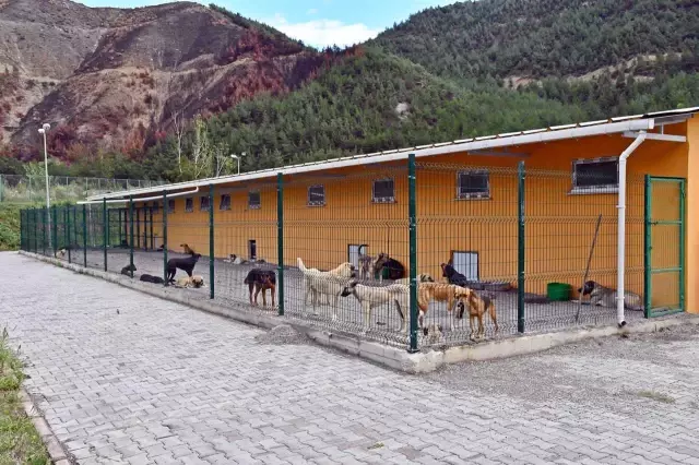 Karabuk Te Hayvan Barinagi Ve Bakimevi Aciliyor