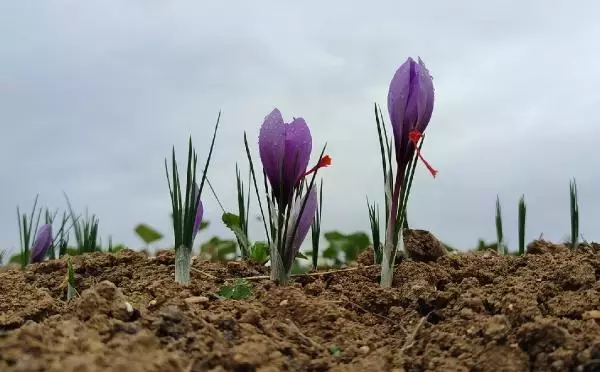 Kilosu 60 bin liraya satılan safranın hasadına başlandı