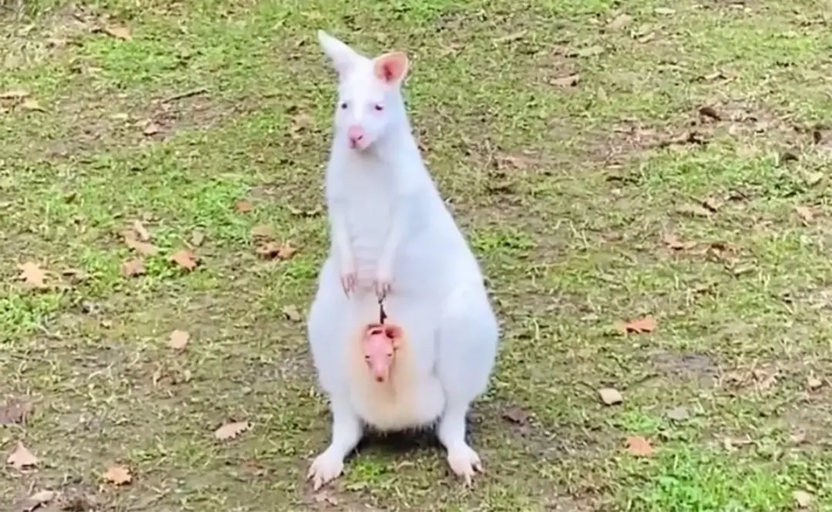 kocaeli de dunyaya gelen minik kanguru kesesi 14439945 amp