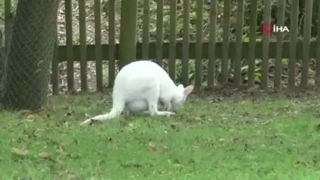 kocaeli de dunyaya gelen minik kanguru kesesi 4 14439945 o