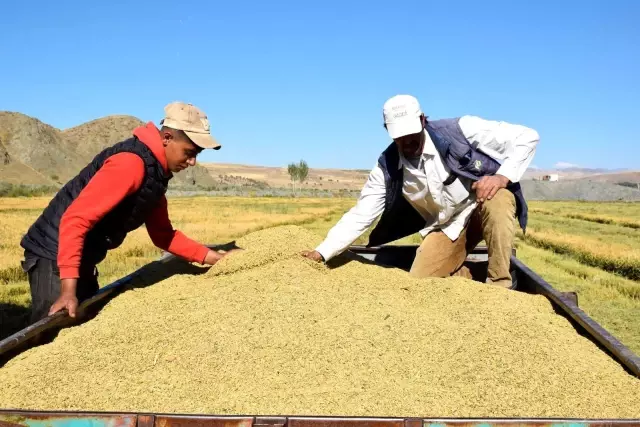 Kuruyan Murat Nehri'nde 150 gün suyun içinde yetişen pirinçte hasat zamanı