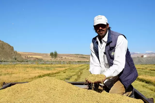 Kuruyan Murat Nehri'nde 150 gün suyun içinde yetişen pirinçte hasat zamanı