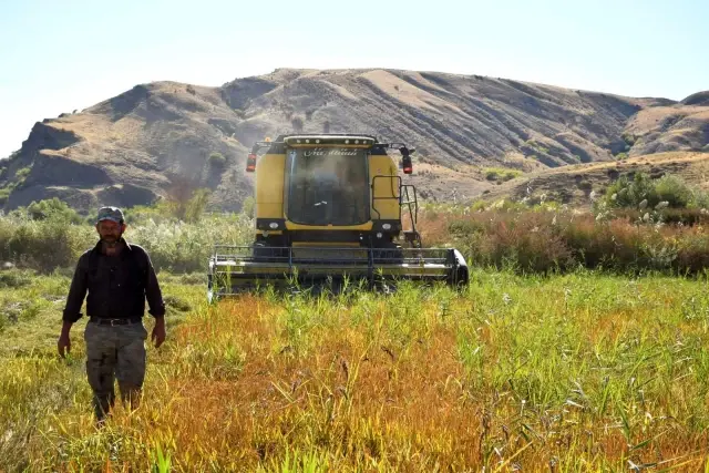 Kuruyan Murat Nehri'nde 150 gün suyun içinde yetişen pirinçte hasat zamanı