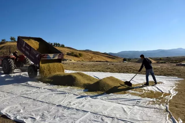 Kuruyan Murat Nehri'nde 150 gün suyun içinde yetişen pirinçte hasat zamanı