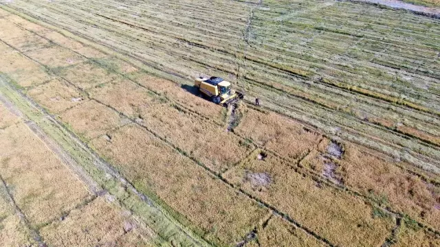 Kuruyan Murat Nehri'nde 150 gün suyun içinde yetişen pirinçte hasat zamanı