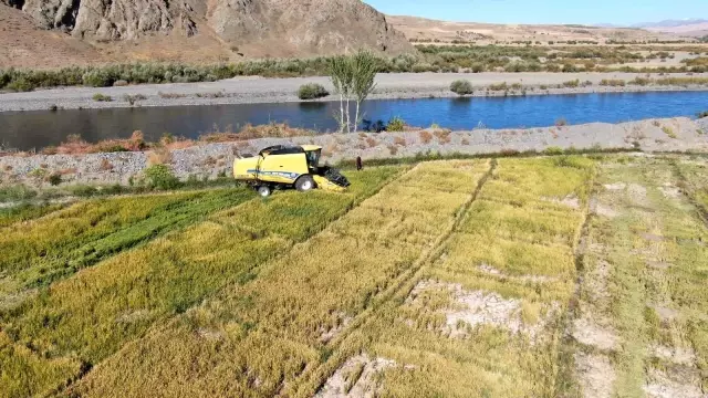 Kuruyan Murat Nehri'nde 150 gün suyun içinde yetişen pirinçte hasat zamanı