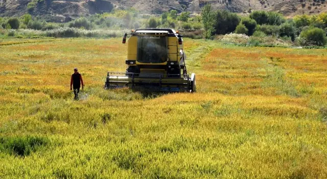 Kuruyan Murat Nehri'nde 150 gün suyun içinde yetişen pirinçte hasat zamanı