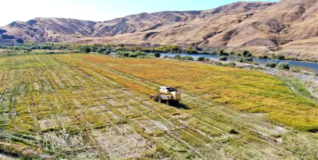 Kuruyan Murat Nehri'nde 150 gün suyun içinde yetişen pirinçte hasat zamanı