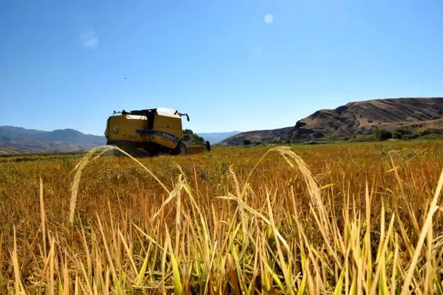 Kuruyan Murat Nehri'nde 150 gün suyun içinde yetişen pirinçte hasat zamanı