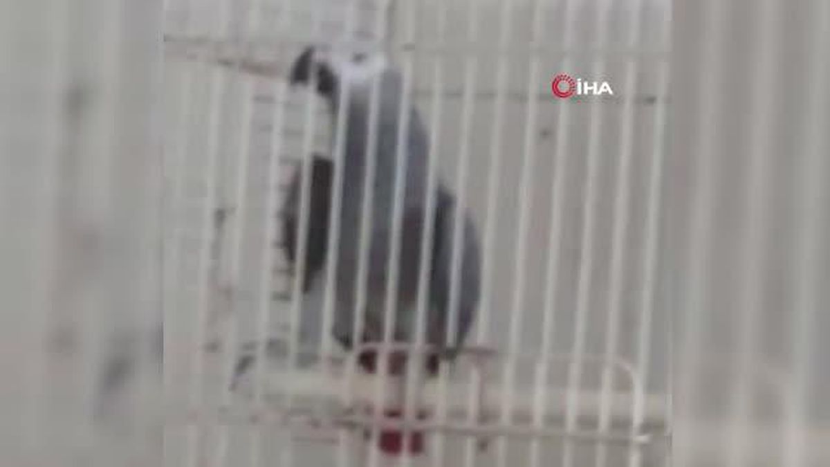 Petshoptan papağan çalan 2 zanlı yakalandı