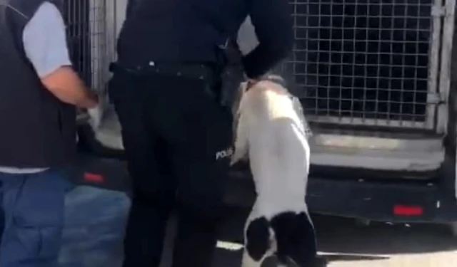 Son dakika haberi: Sultangazi'de polis ekipleri sokak hayvanlarını elleriyle besledi