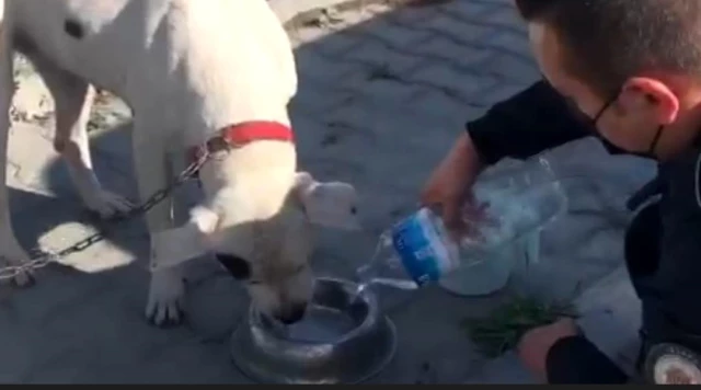 Son dakika haberi: Sultangazi'de polis ekipleri sokak hayvanlarını elleriyle besledi