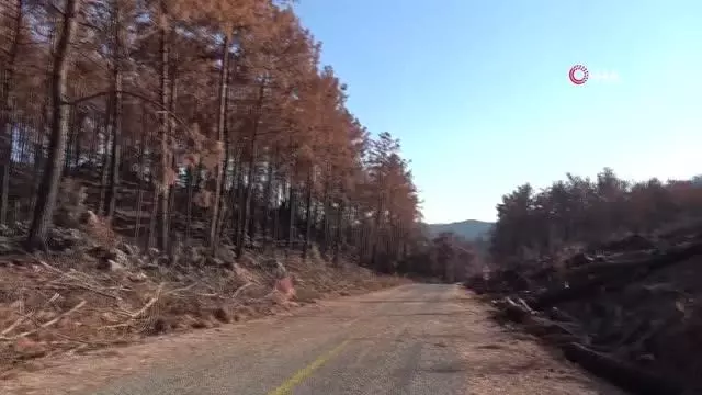 Yanan ağaçlar kesilirken, yeniden filizlenen ağaçlara dokunulmuyor