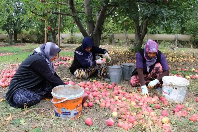 Amasyalı üreticiler dertli: Dalında 1,5 lira olan elma manavda 6 lira