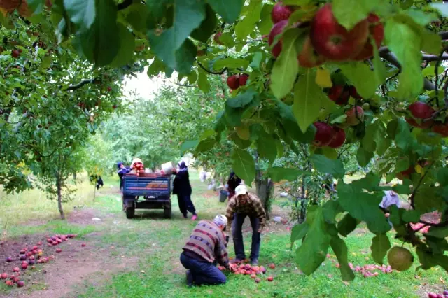 Amasyalı üreticiler dertli: Dalında 1,5 lira olan elma manavda 6 lira