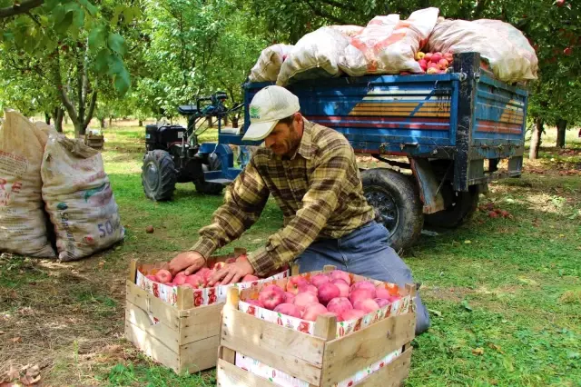 Amasyalı üreticiler dertli: Dalında 1,5 lira olan elma manavda 6 lira