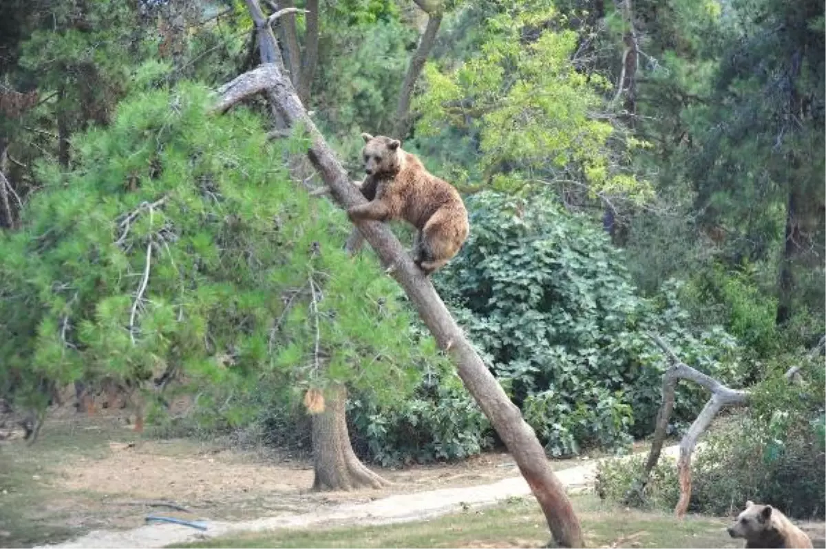 AYI BARINAĞINDA KIŞ UYKUSU HAZIRLIĞI