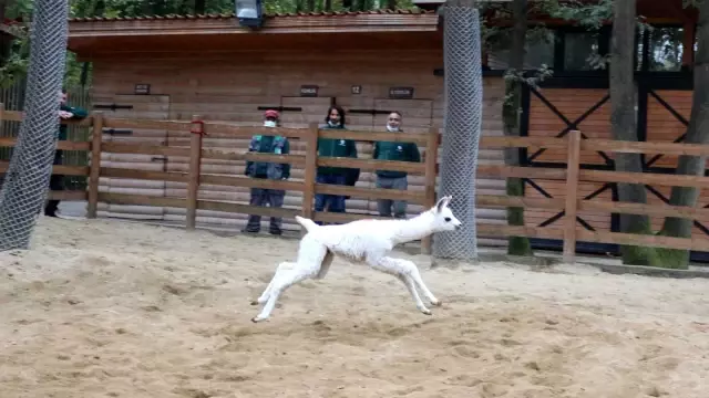 dogal yasam parki lamaya ilk kez anne sevinci 3 14442442 o