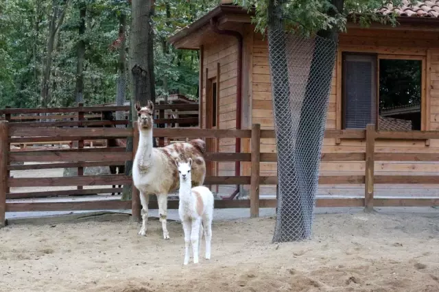 dogal yasam parki lamaya ilk kez anne sevinci 4 14442442 o