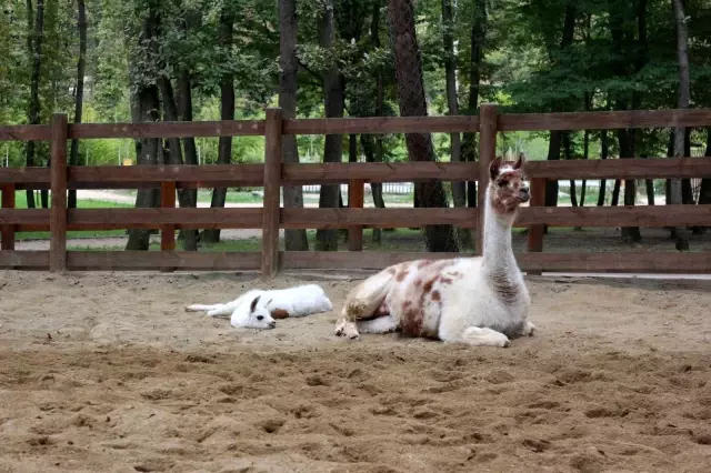 dogal yasam parki lamaya ilk kez anne sevinci 6 14442442 o