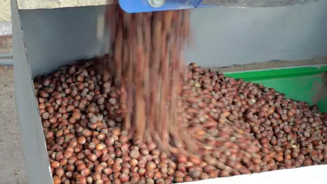Güneşe hasret fındık üreticisi çareyi teknolojide buldu