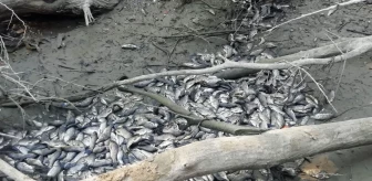 Bursa Yenişehir'deki derede suların çekilmesi balık ölümlerine sebep oldu